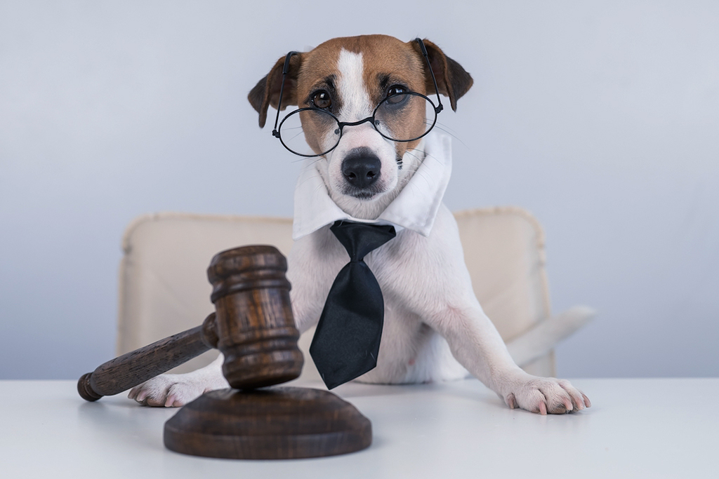 Read more about the article Oportunidade aos advogados: Direito dos Animais